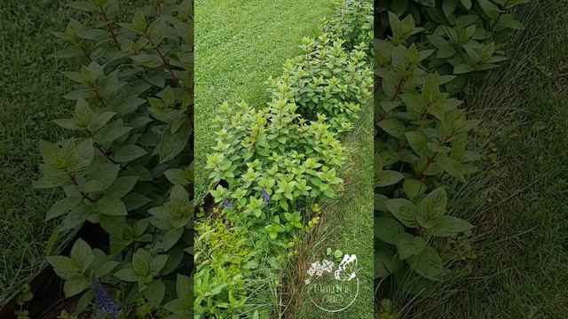 Гортензия Touch of Pink опять не цветёт🤔... смотреть онлайн