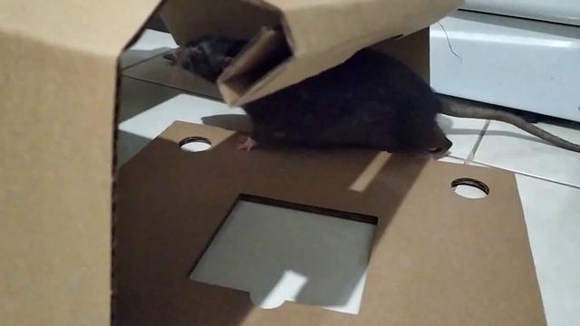 КАК ПРИУЧИТЬ КРЫСУ К ДОМИКУ. МЭННИ БОИТСЯ КОРОБКУ. ЧТО МЫ КУПИЛИ смотреть онлайн