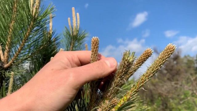 Обрезка сосны