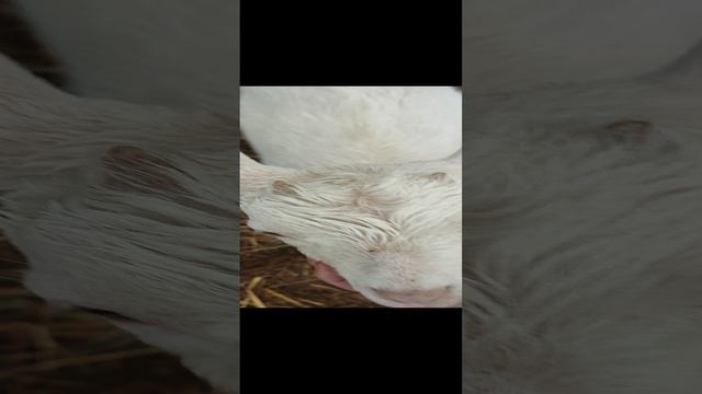 Козлята играют. Рожки у козочки, как в мультиках показывают! ? Жизнь в деревне хороша ?