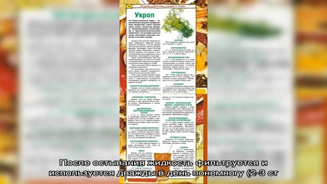 Укроп: польза и вред для здоровья человека, пищевая ценность, химический состав, витамины, минера. смотреть онлайн