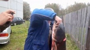 Крупный сом пойманный на Селигере,поймал местный рыбак)