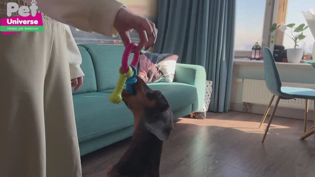 PU3065 Игрушка для собак Pet Universe фактурное кольцо с двумя подвесками, 23,5 см смотреть онлайн