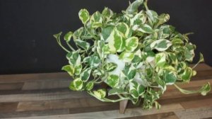 Эпипремнум Н Джой в кашпо на ножках