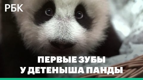 У детеныша панды из Московского зоопарка прорезались первые зубы