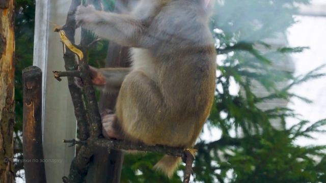 Макаки Миа (мама) и Акира погуляли по вольеру и побежали обедать. Ленинградский зоопарк смотреть онлайн