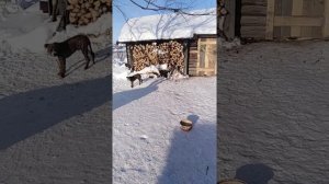 Зимнее содержание стаффорда на улице на Урале никто не мерзнет