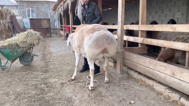 Акматов Бакыт акенин чарбасы (легендарный кочкор Ак Буура) +996 772 010 188 21 февраля 2023 г. смотреть онлайн