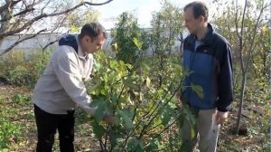 Обрезка деревьев и кустарников осенью. Советы и практика от Дениса Оскаленко