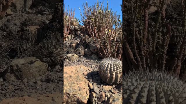 ¿Como se reproducen los cactus en el desierto?