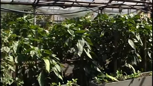 сюжет фермер Новиков смотреть онлайн