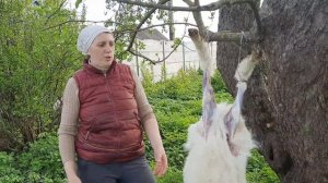 ЗАБОЙ КОЗЛЁНКА#СНИМАЮ ШКУРУ