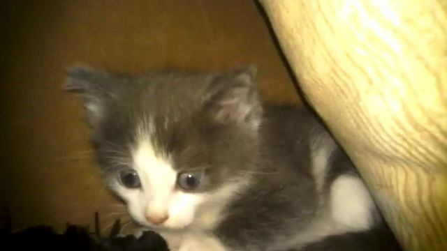 Киска смотреть онлайн