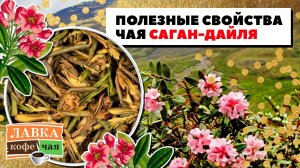 Полезные свойства чая Саган-дайля + Волшебный бленд: улун, пуэр c саган-дайля!