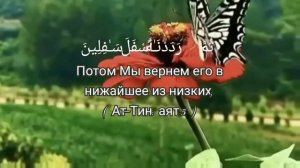 🌿🌺С переводом Коран Сура 95 "Ат-Тин"./Sura 95 "At-Tin".🌺🌿 Чтец Сиратулло Раупов/Siratullo Raupov