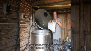 Джерсейская порода коров