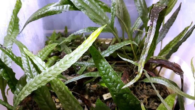 МОИ БУЦЕФАЛАНДРЫ И ПАПОРОТНИКИ смотреть онлайн