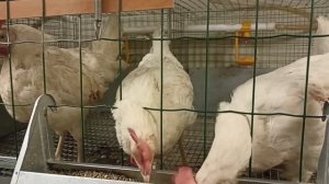 Каннибализм у кур. Причины возникновения и способ борьбы.