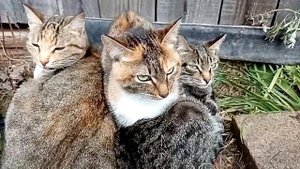 Кошки шипят