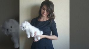 Котенок реалистичная игрушка