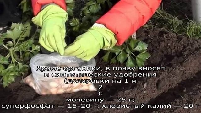 Пошаговая инструкция по подготовке грядки под лук осенью смотреть онлайн