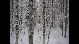 Охота с биглем. Веня и подранок. 18 + Не для слабонервных и цветных (в смысле зелёных...)))