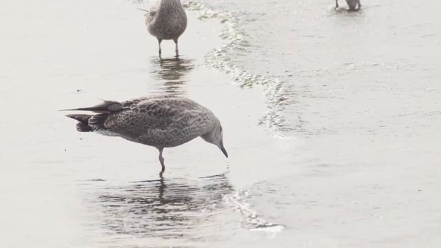 Расслабляющая атмосфера для снятия напряжения A beautiful and relaxing atmosphere to relieve tensio смотреть онлайн