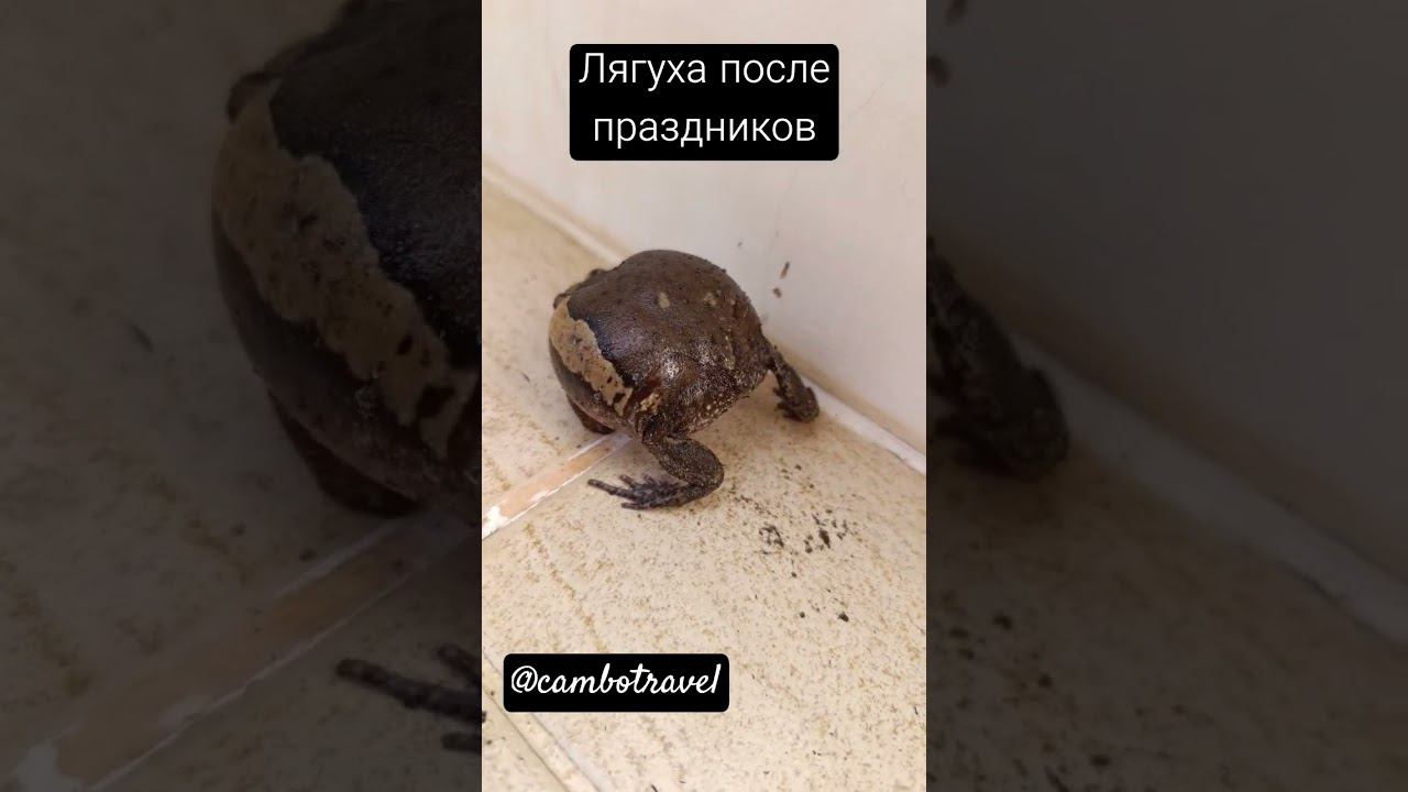 Лягушка после праздников #камбоджа смотреть онлайн