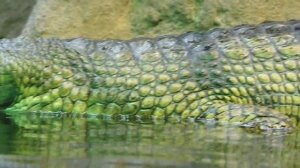 Gavial Zoo Praha / Gharial Prague Zoo