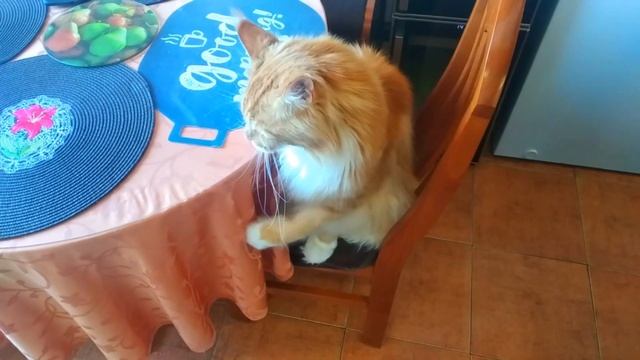 Мейн кун Степа и кот Тихон. За пять минут до ужина... смотреть онлайн