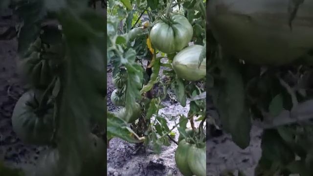 Очень урожайный и беспроблемный сорт для открытого грунта Лентяйка сезон 2021