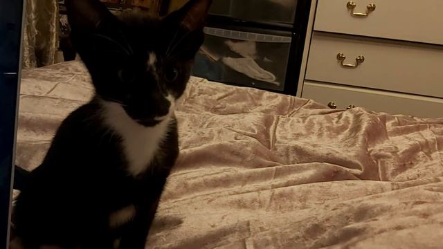 ORIENTAL KITTENS.КОТЯТА ПОРОДЫ ОРИЕНТАЛ.