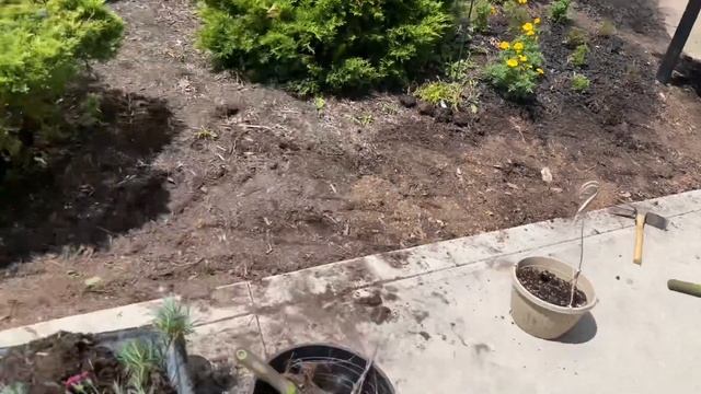 Гвоздика травянистая (венгерская). Размножение делением куста. Пересадка. Дела садовые. смотреть онлайн