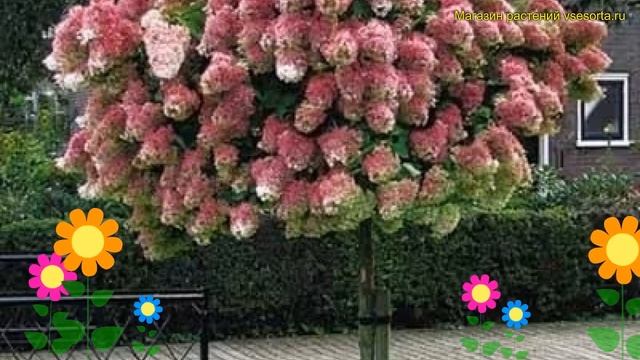 Гортензия метельчатая на штамбе Ванилла Фрейз. Краткий обзор hydrangea paniculata Vanilla-Fraise