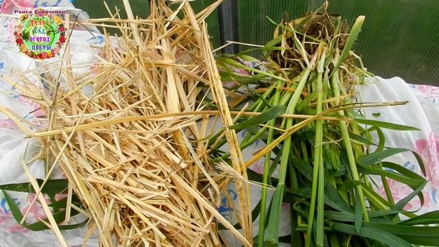 Надо ли мульчировать почву скошенной зеленой травой? смотреть онлайн