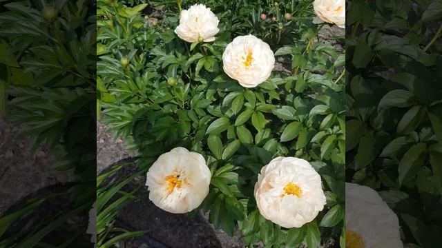 пион Pastelegance смотреть онлайн