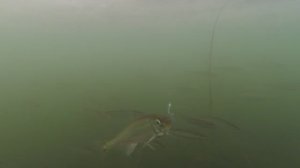 Зимняя рыбалка на солёном озере. Морская малоротая корюшка. Огромные стаи рыб подо льдом