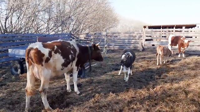 ОТКУДА СТОЛЬКО АЙРШИРОК??? СЮРПРИЗ !!У КОГО РОДИЛСЯ ТЕЛЁНОК? ПОСЛЕДНИЕ ВЕСЕННИЕ НОВОСТИ! смотреть онлайн