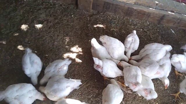 Кормление бройлеров после месяца! смотреть онлайн