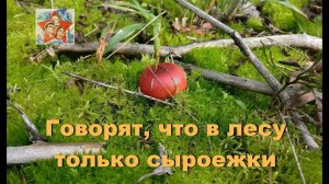 Грибалка. Возвращение в осень. Тихая охота. Говорят в лесу только сыроежки. Архив.