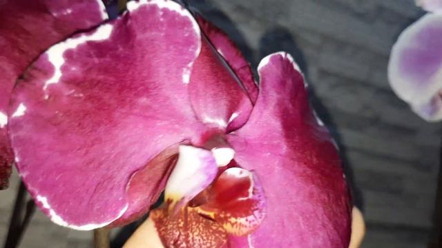 НОВЫЕ ПОКУПКИ ОРХИДЕЙ//11.03.24// смотреть онлайн