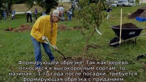 Абрикос Графиня