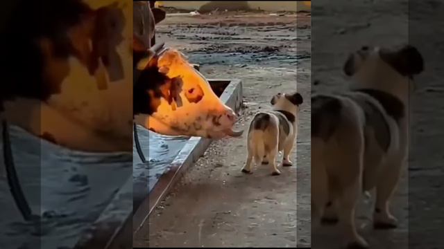 ЗАБАВНЫЕ ЖИВОТНЫЕ