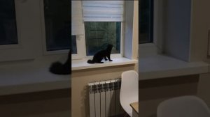 Презентация