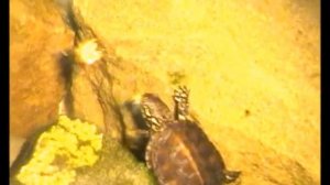 Воспи-пи-пи-питание