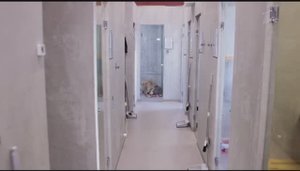 Доброе утро. "38 Хромосом" Фрагмент выпуска.