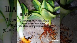 Цветок-Сансевиерия("Тёщин Язык") Пересадка По-шагово! Рекомендации!  Деление деток! Польза цветка!