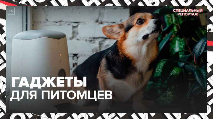 "Актуальный репортаж": спрос на гаджеты для питомцев в РФ вырос в 1,5 раза - Москва 24