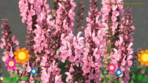Шалфей дубравный Компакт брайт роз. Краткий обзор, описание salvia nemorosa Compact Bright Rose