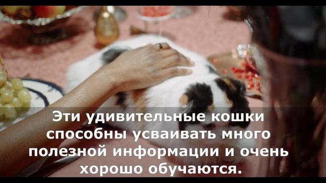 ШОТЛАНДСКАЯ  ВИСЛОУХАЯ КОШКА ВСЕ О ПОРОДЕ. Интересные факты